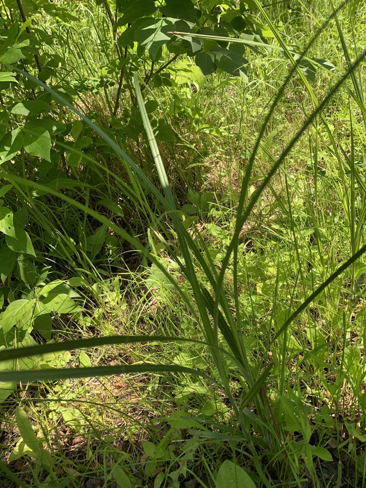 Image de Carex atherodes Spreng.