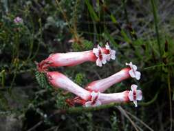 Image of Erica aristata var. aristata