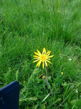 Image of mountain arnica