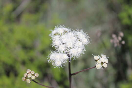 Image de Ageratum paleaceum (DC.) Hemsl.