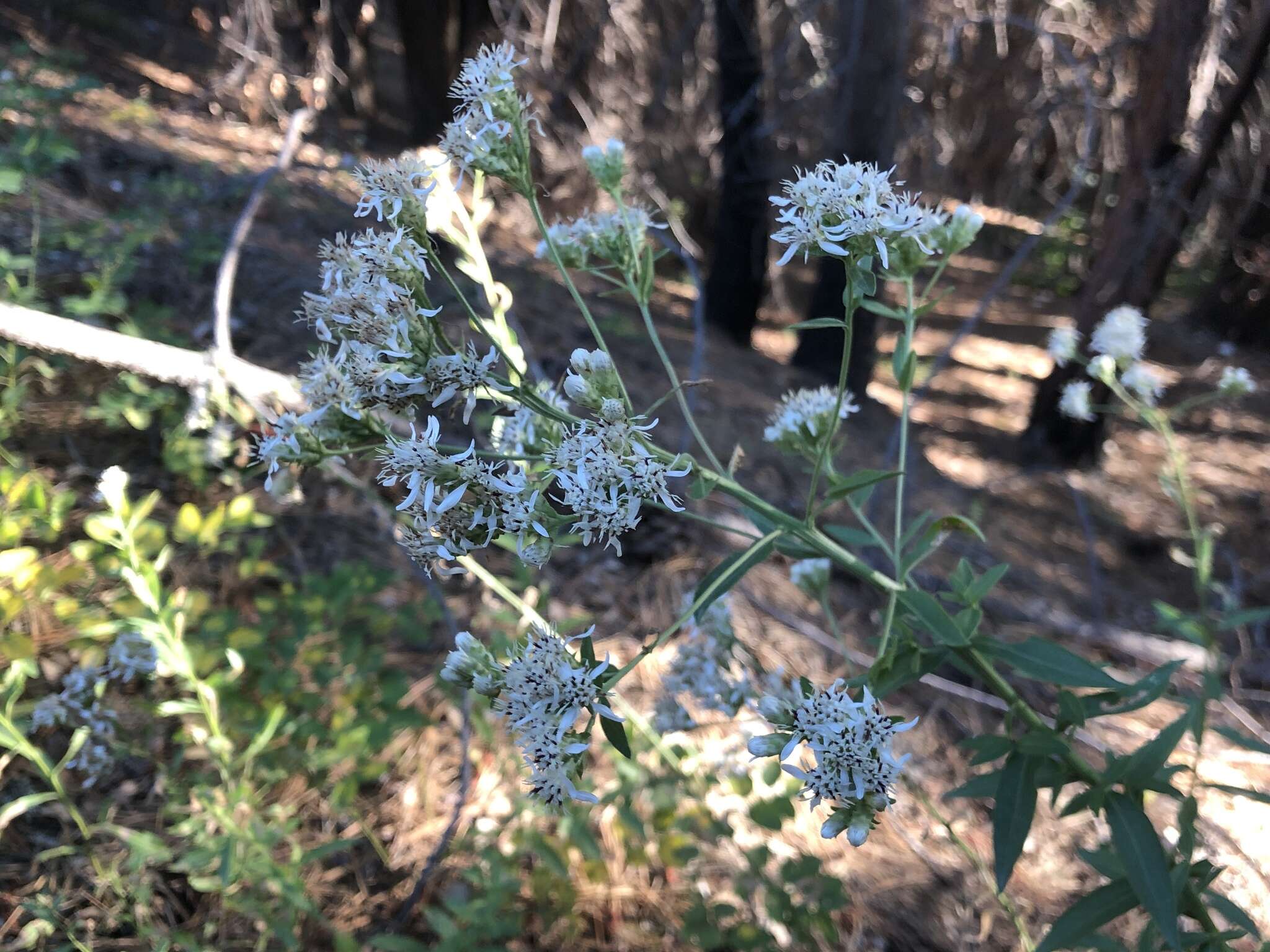 Plancia ëd Sericocarpus oregonensis Nutt.