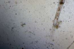 صورة Pseudocalanus elongatus (Brady 1865)