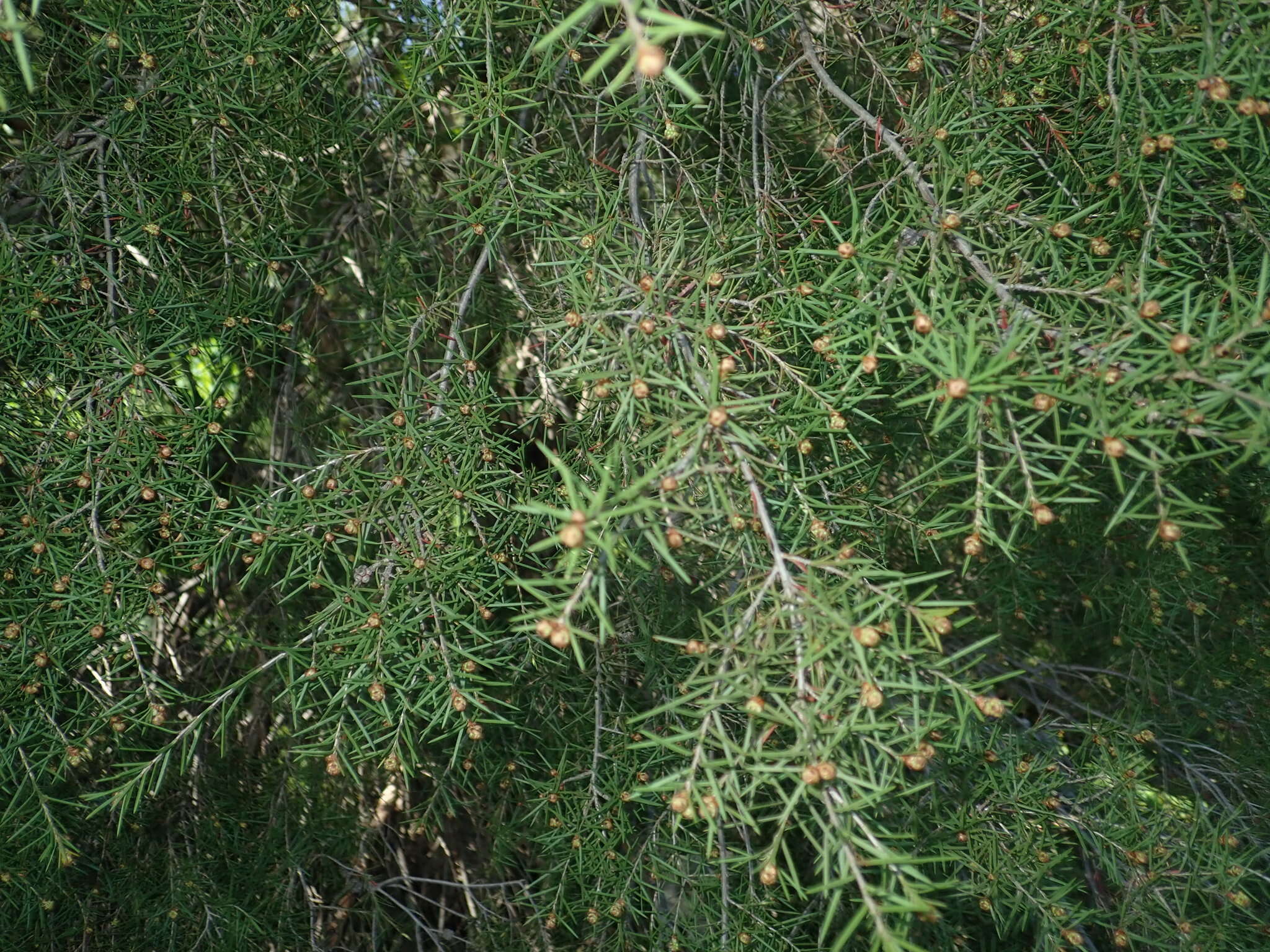 Image of Melaleuca nodosa (Gaertn.) Sm.