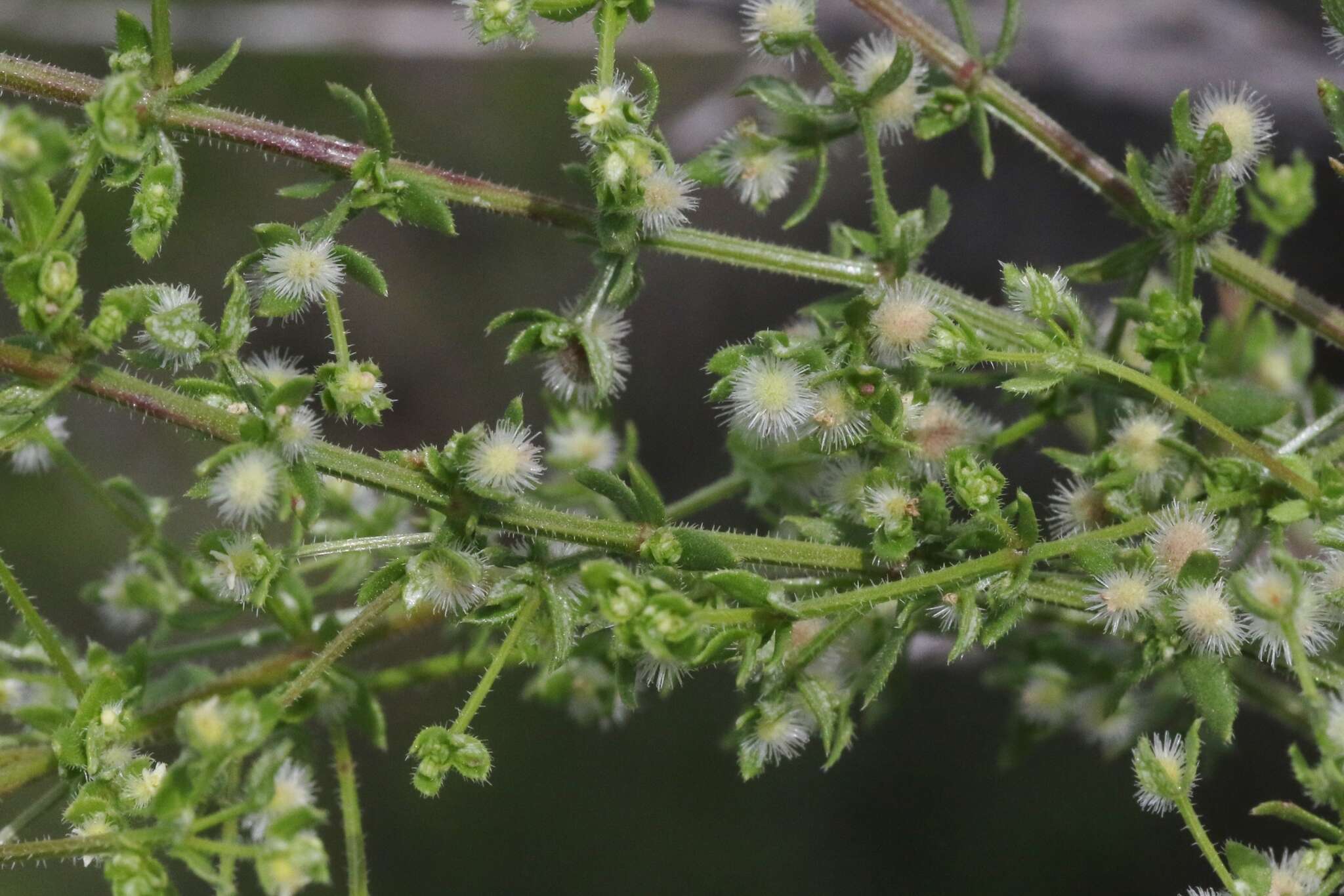 Image of limestone bedstraw