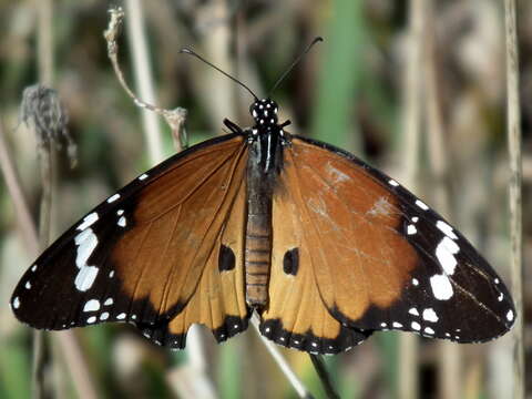 Image of <i>Danaus chrysippus orientis</i>