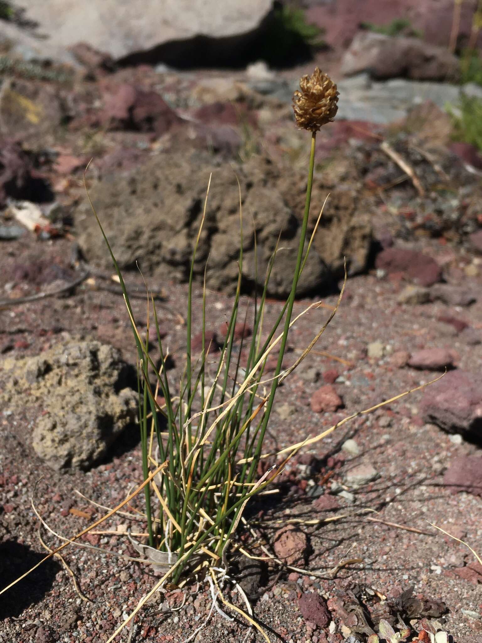 Image of Brewer's sedge