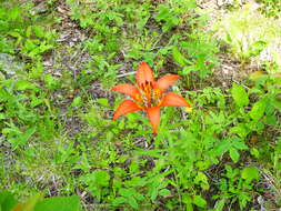 Lilium philadelphicum L. resmi