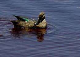 Image of Cape Shoveler