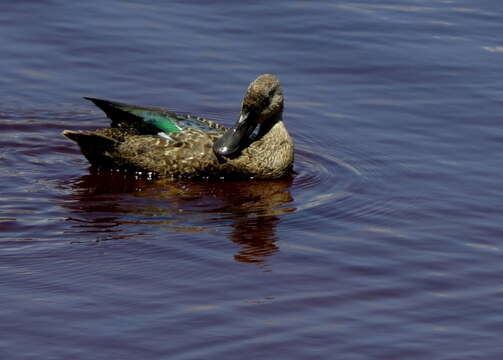 Image of Cape Shoveler