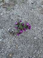 Image of eggleaf monkeyflower