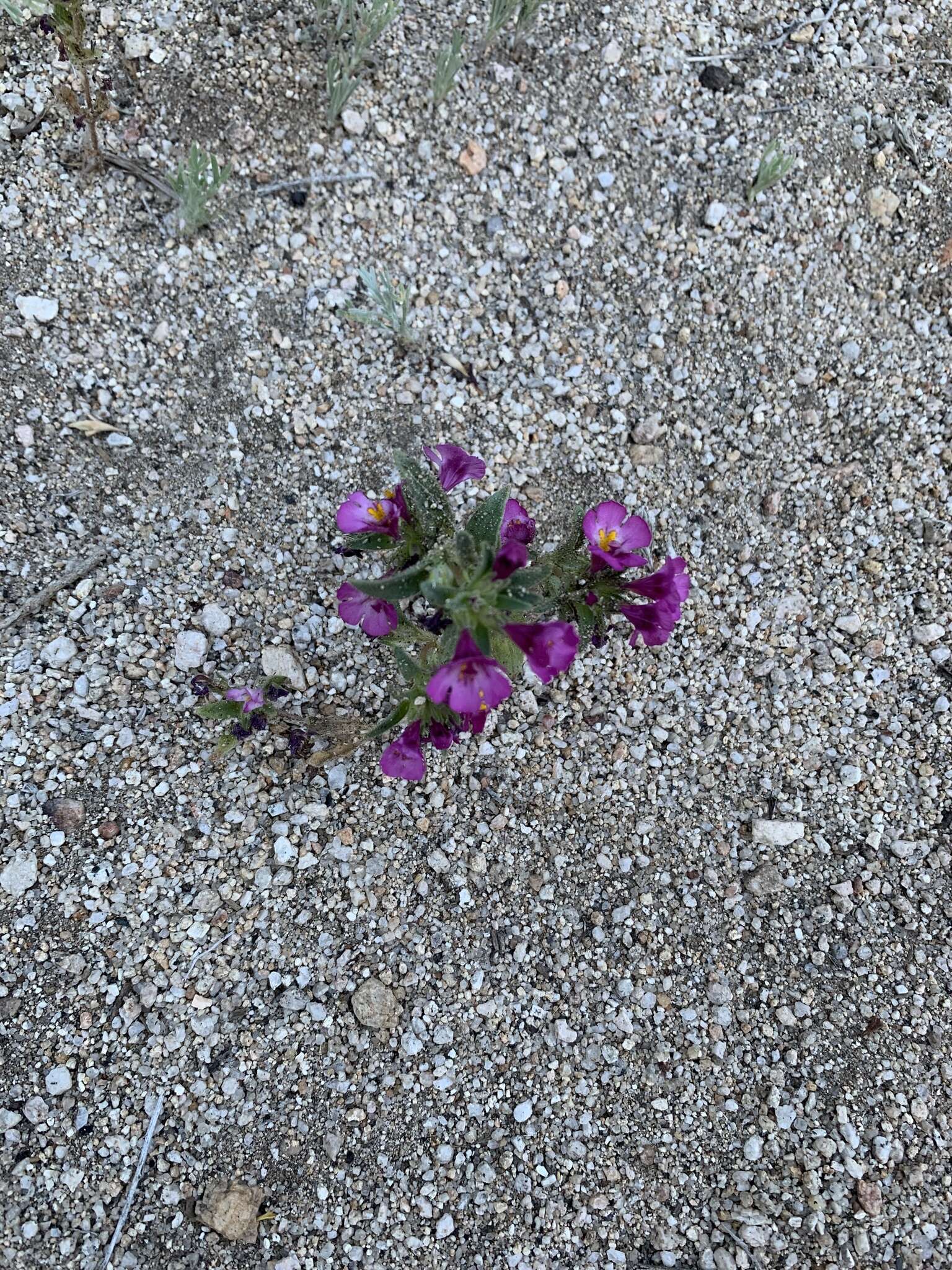 Image of eggleaf monkeyflower