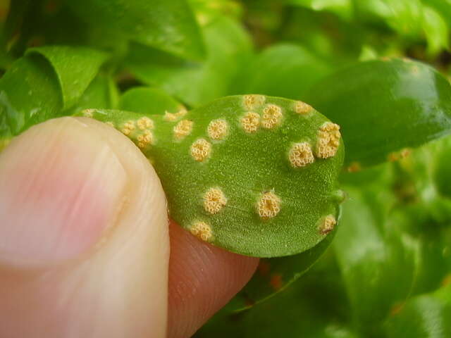 Imagem de Puccinia myrsiphylli (Thüm.) G. Winter 1884