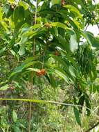 Image of Cratoxylum cochinchinense (Lour.) Bl.