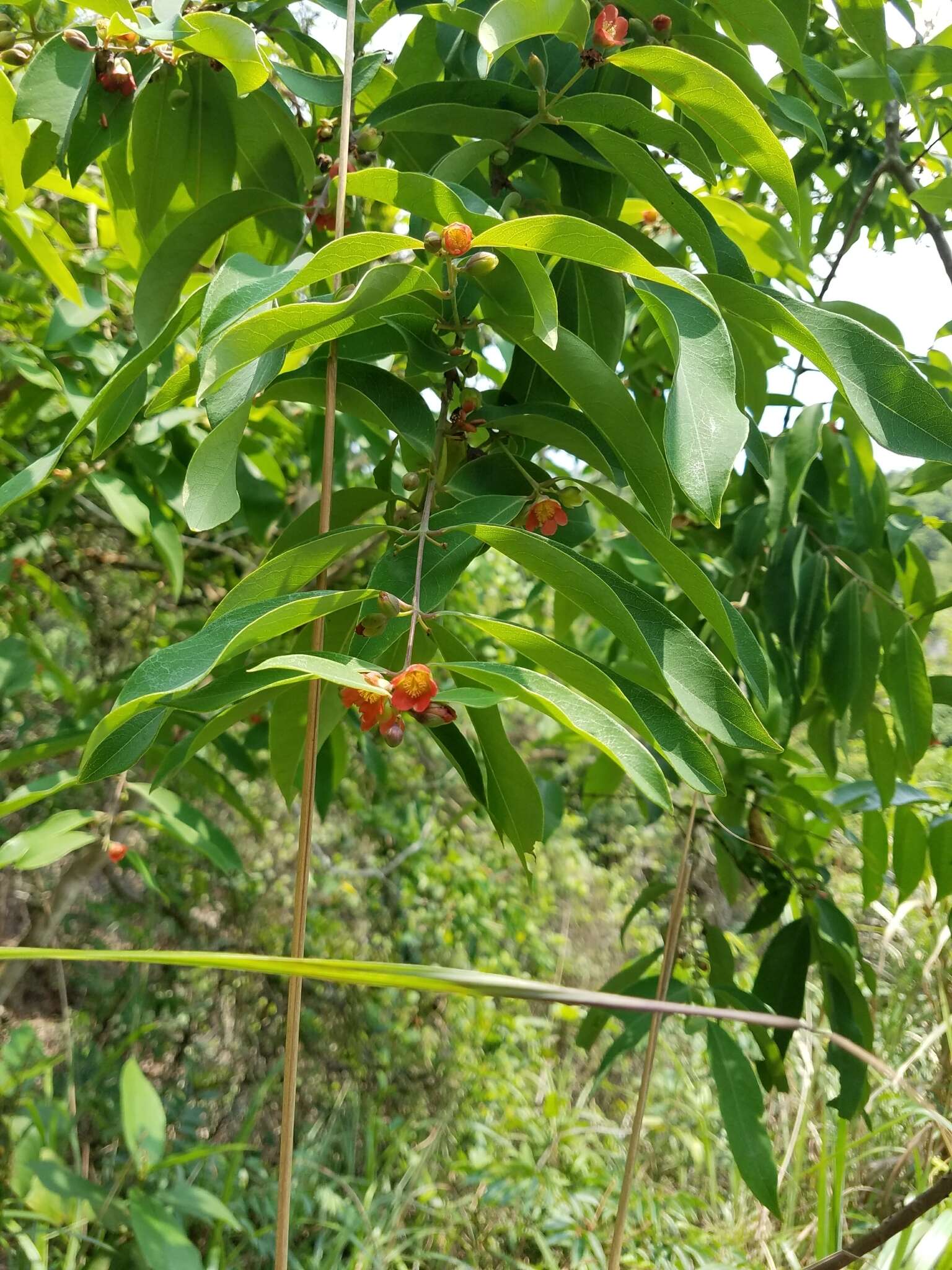 Image de Cratoxylum cochinchinense (Lour.) Bl.