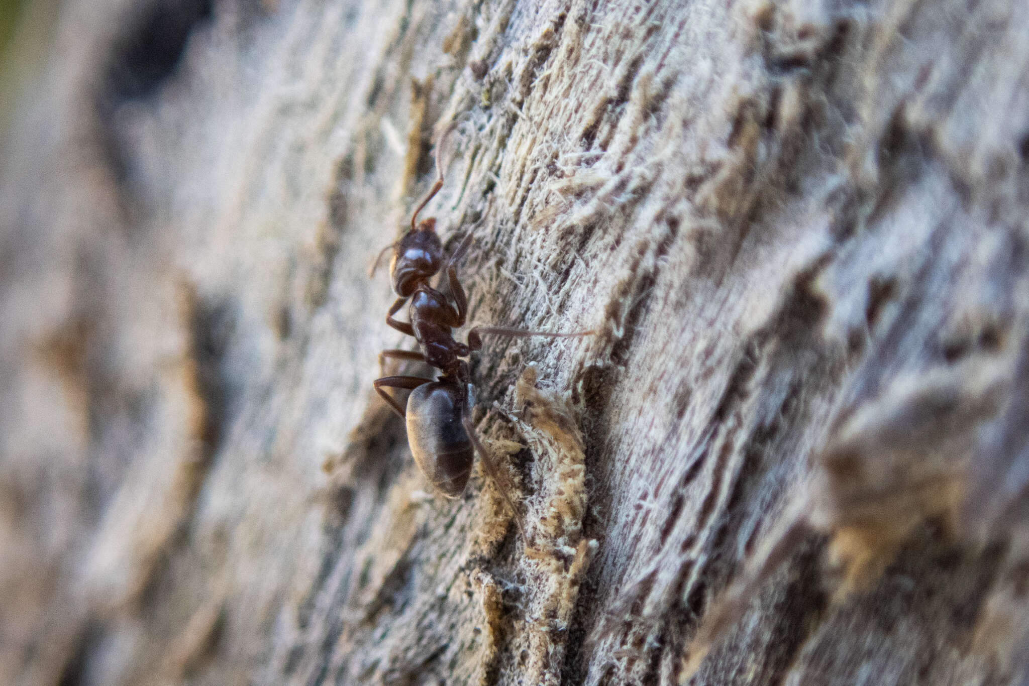 Image de Liometopum luctuosum Wheeler 1905