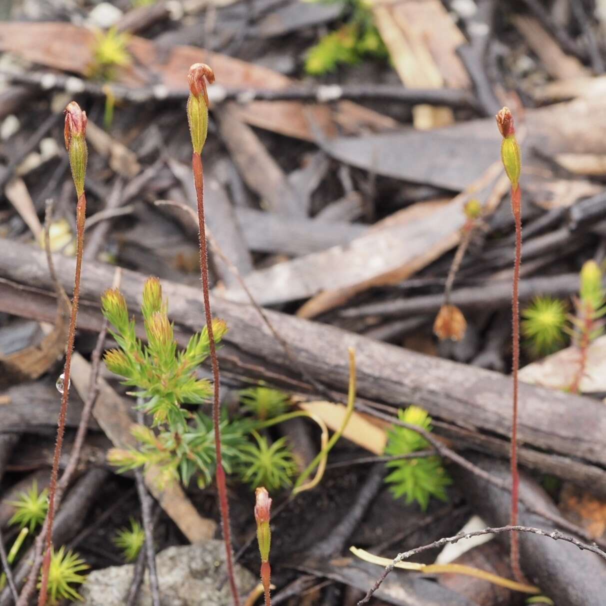 Plancia ëd Caladenia transitoria D. L. Jones