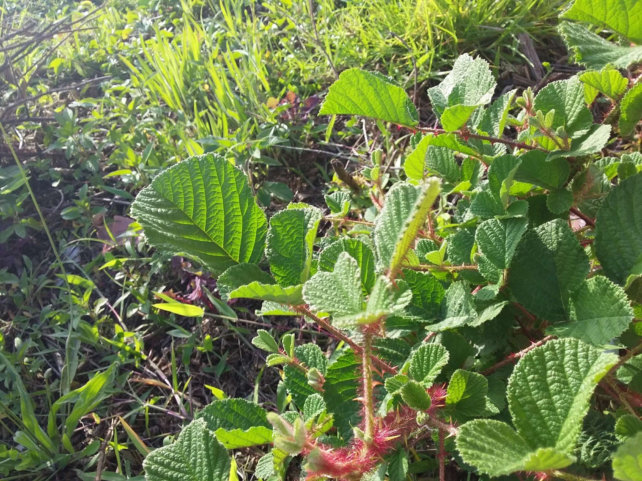 Sivun Rubus ellipticus Smith kuva