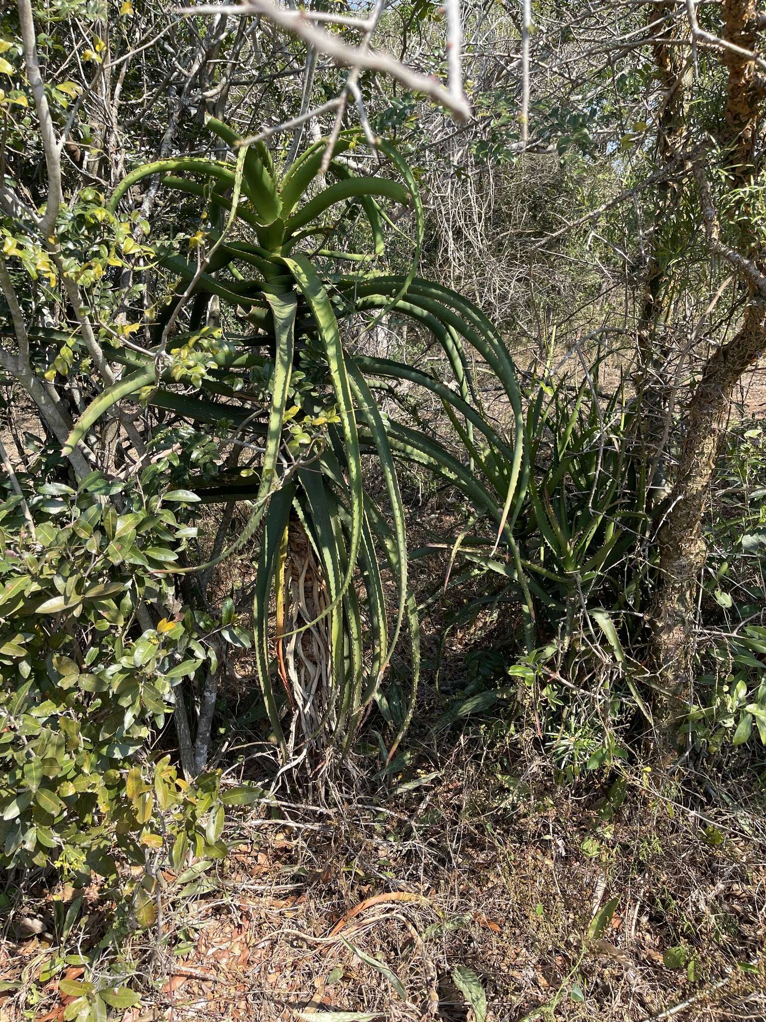 Image of Aloe rupestris Baker