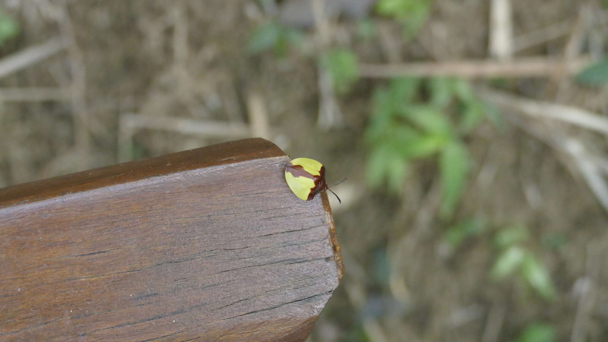 Paraselenis (Spaethiechoma) aulica (Boheman 1854) resmi