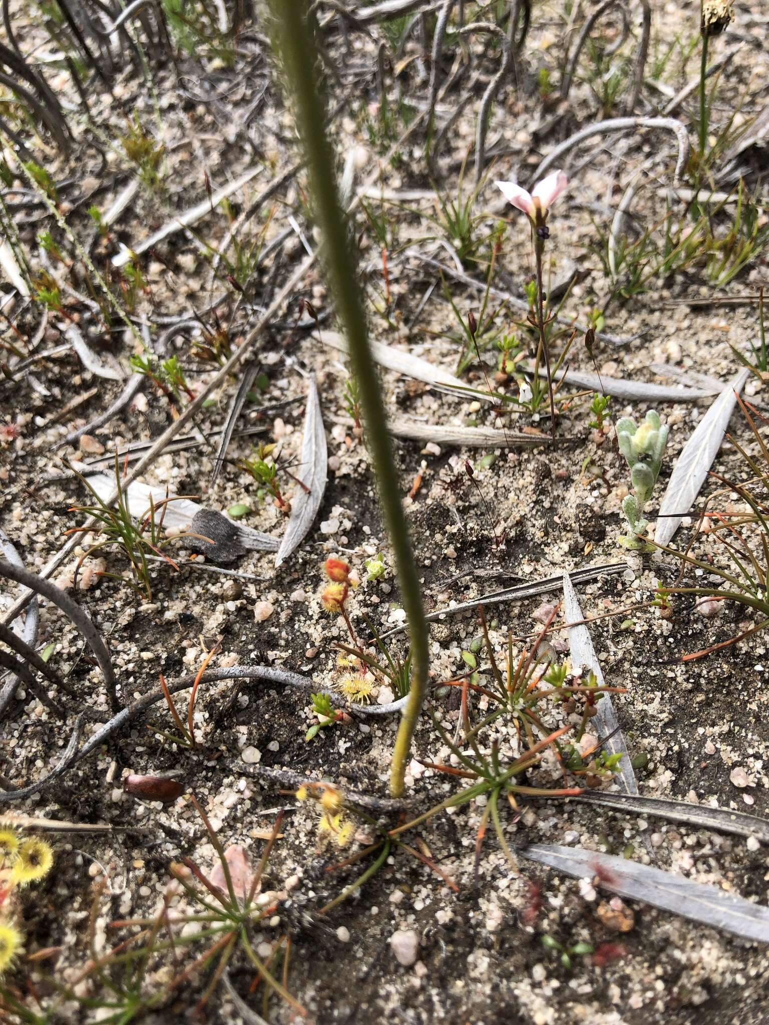 Image of Pouched leek orchid