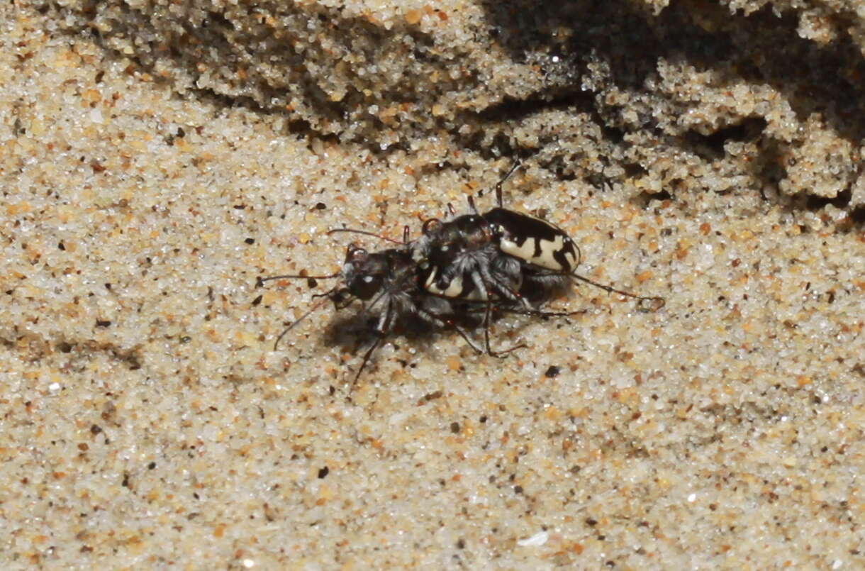 Image of Cicindela (Cicindela) latesignata Le Conte 1851