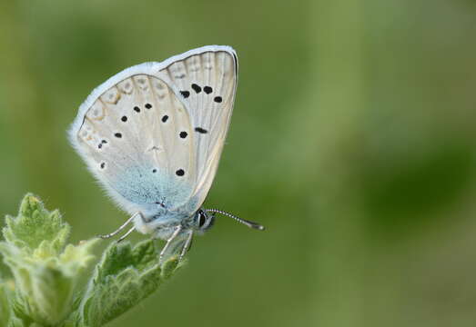 Polyommatus aedon (Christoph 1877) resmi