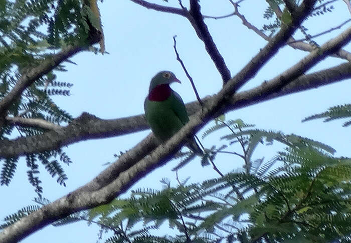 Image of Claret-breasted Fruit Dove