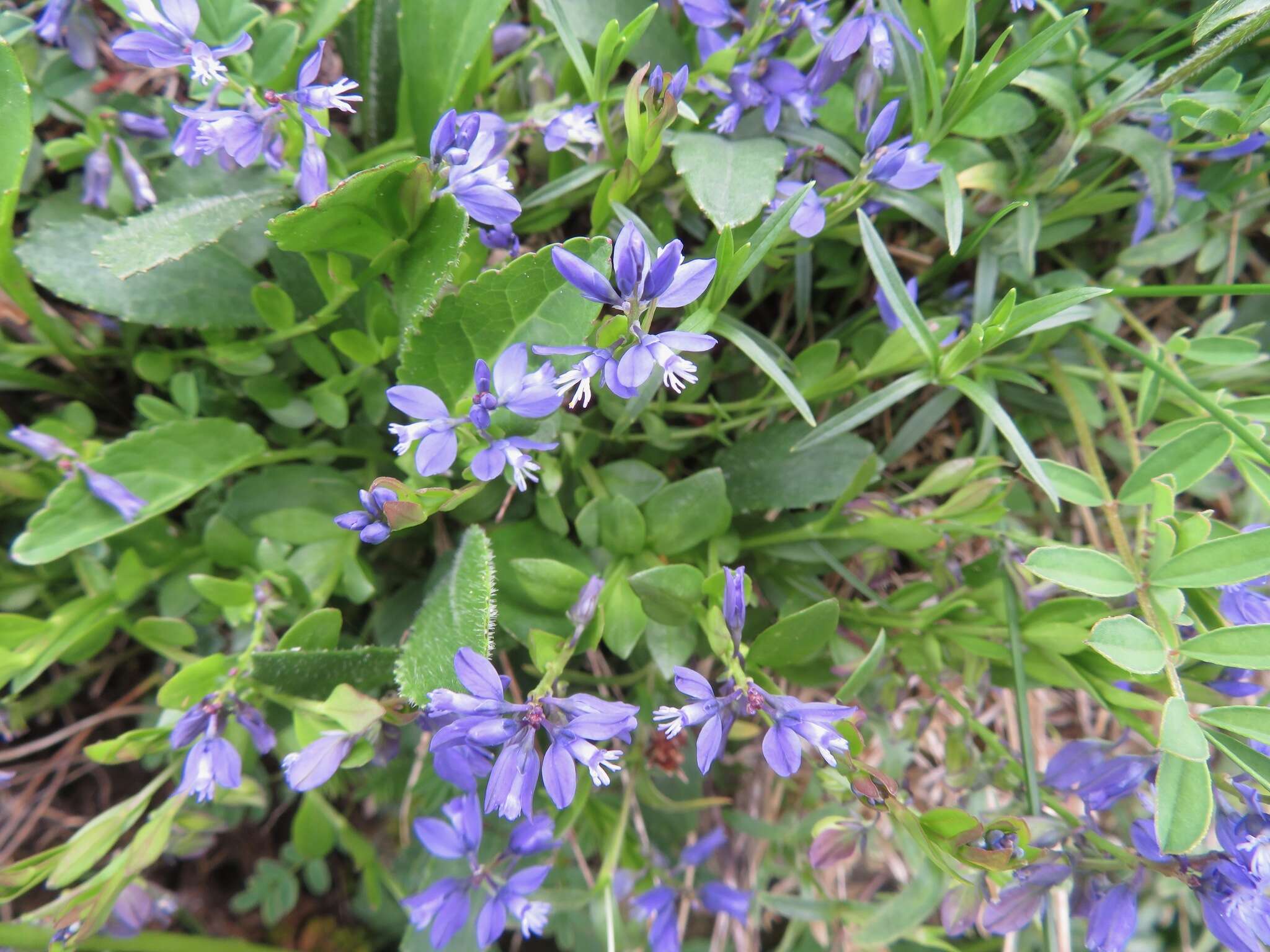 Image de Polygala alpestris Rchb.