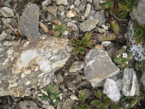 Image of Myosotis antarctica Hook. fil.