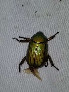 Image of LeConte's Chrysina