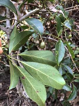 Image of Nothocissus sterculiifolia (F. Müll. ex Benth.) Latiff