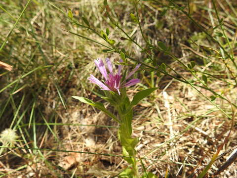 Image de Centaurea pullata L.