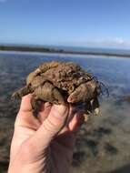 Image of Linnaeus's sponge crab