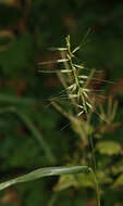 Image de Elymus hystrix var. hystrix