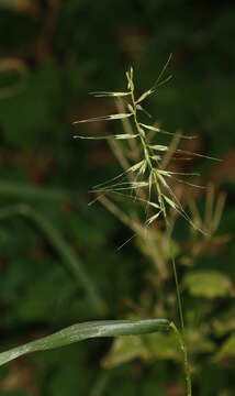 Image of Triticeae