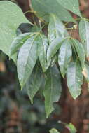 Image of Melicope pteleifolia (Champ. ex Benth.) T. G. Hartley