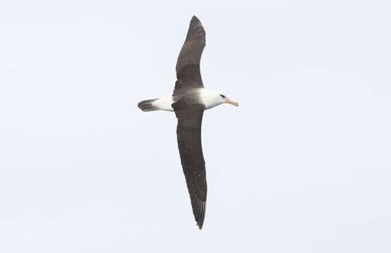 Image of Thalassarche melanophris impavida