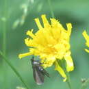 Image of Pyrausta coracinalis Leraut 1982