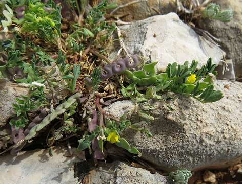 Image of Hippocrepis biflora Spreng.