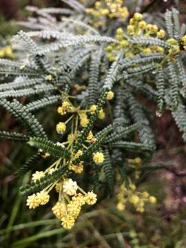 Image de Acacia pentadenia Lindl.