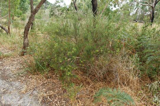 Image of Ricinocarpos pinifolius Desf.