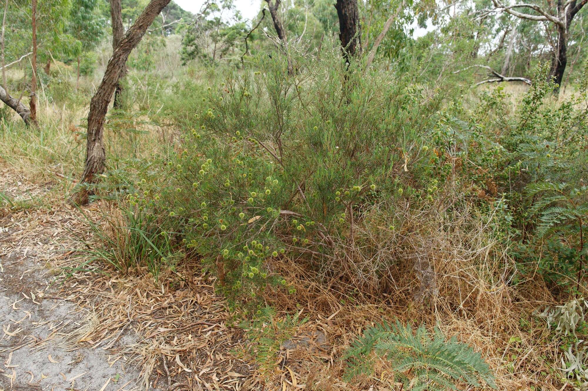 Image de Ricinocarpos pinifolius Desf.