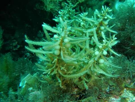 Imagem de Sargassum vulgare