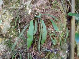 Image of Loxogramme chinensis Ching