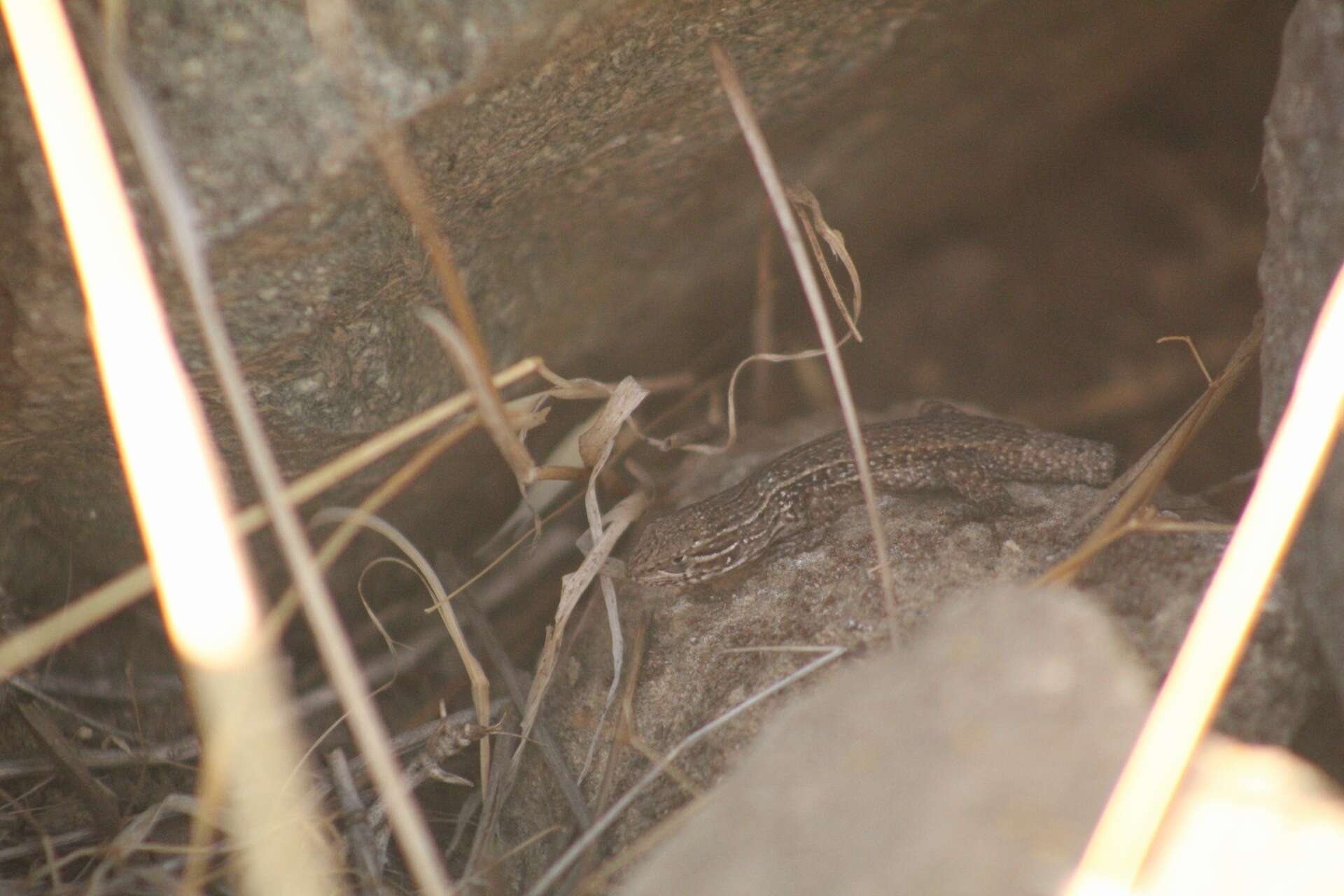 Image of Brown Tree Iguana