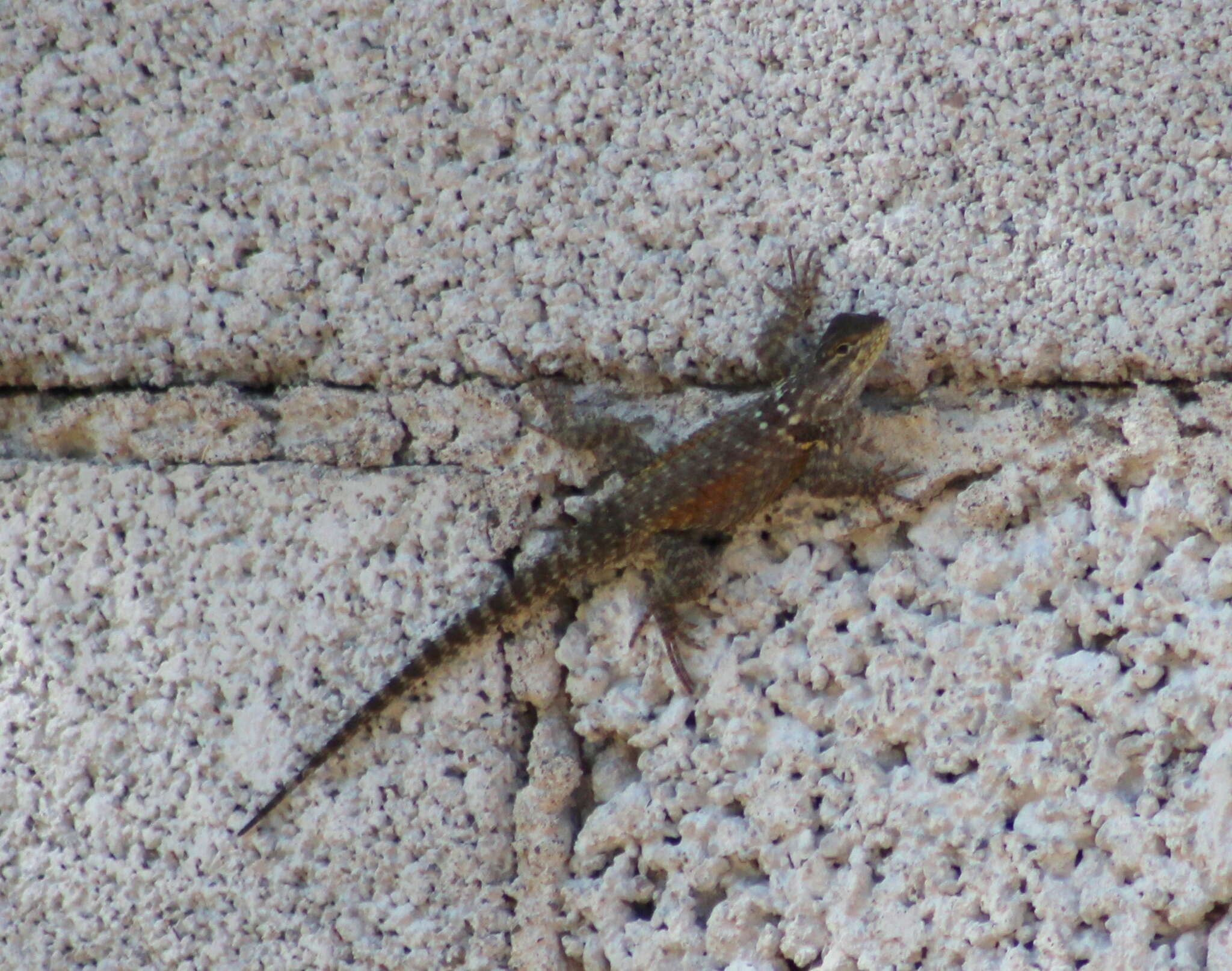 صورة Sceloporus minor Cope 1885