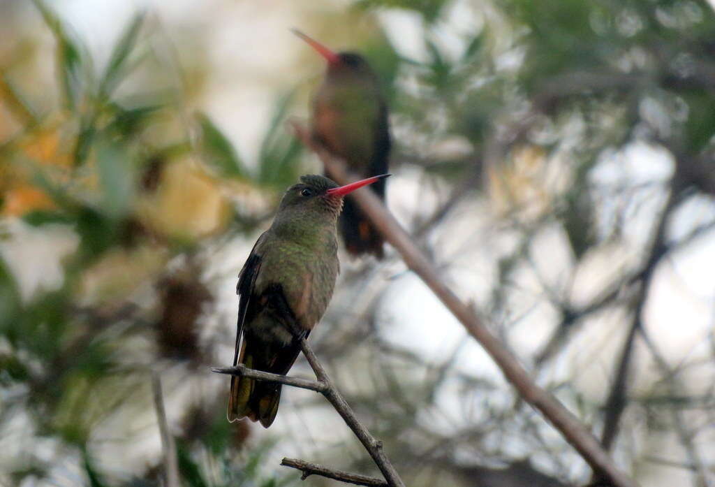 Plancia ëd Hylocharis chrysura (Shaw 1812)