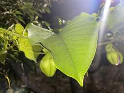 Plancia ëd Passiflora quadrangularis L.