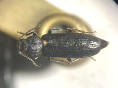 Image of Black Spruce Borer