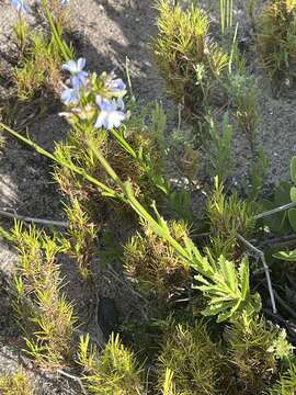 Image de Lobelia comosa L.